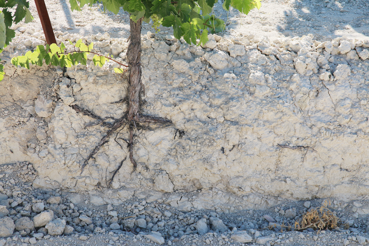 Tosca Cerrada - a layered albariza like a deck of cards where the roots follow horizontal fractures in the soil 