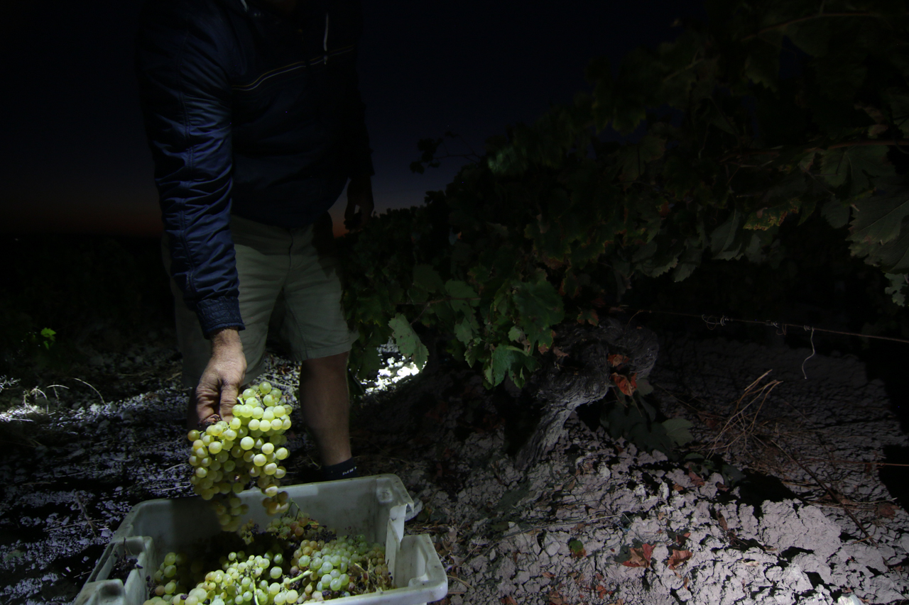 Night time harvest for vino de pasto – El Muelle and Escribana