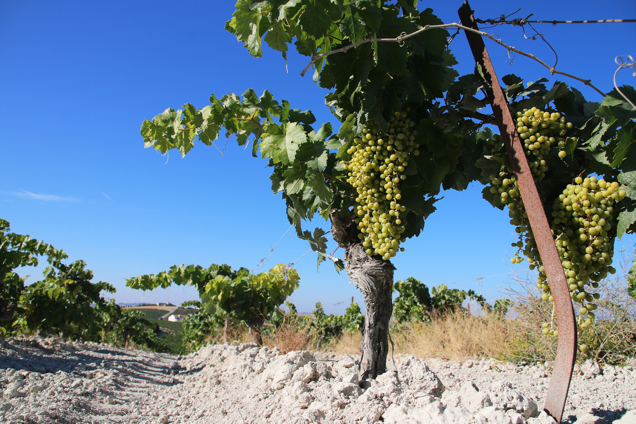 Vine in the San Cayetano vineyard in Pago Macharnudo 