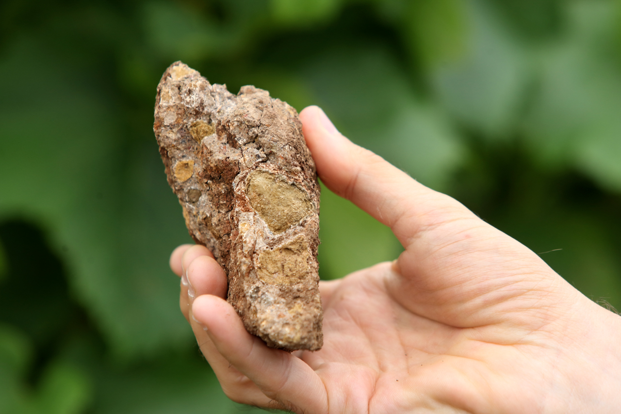 Example of volcanic gravel in Viñedos Los Suizos. The iron in the red clay soil is also volcanic in origin.