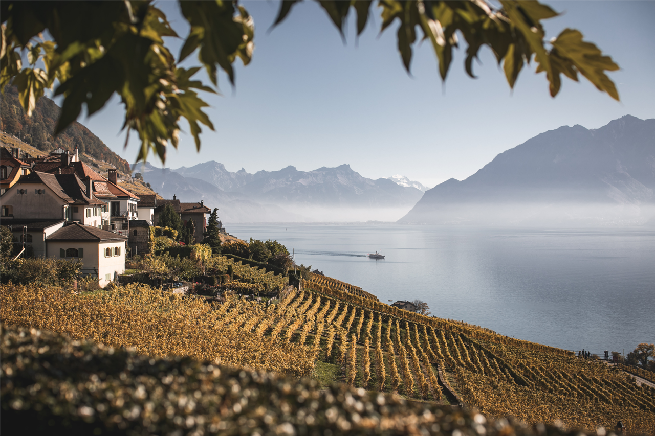 View of Calamin looking towards Dézaley. Here, the effects of the three suns of Lavaux (direct sunlight, reflected, and radiated from the stone terraces) provide richness and concentration. 