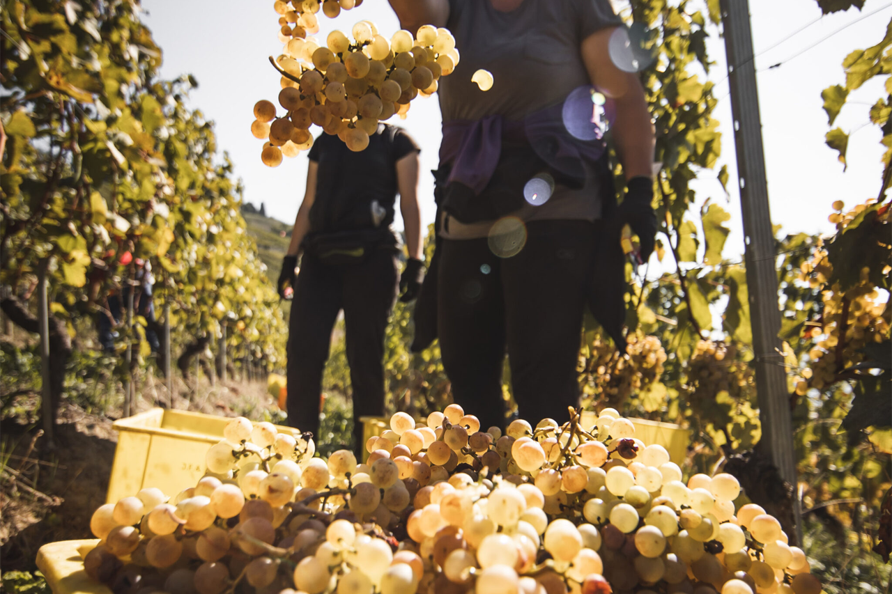 The rich golden color of Chasselas from Dézaley - characteristic of this cru. 