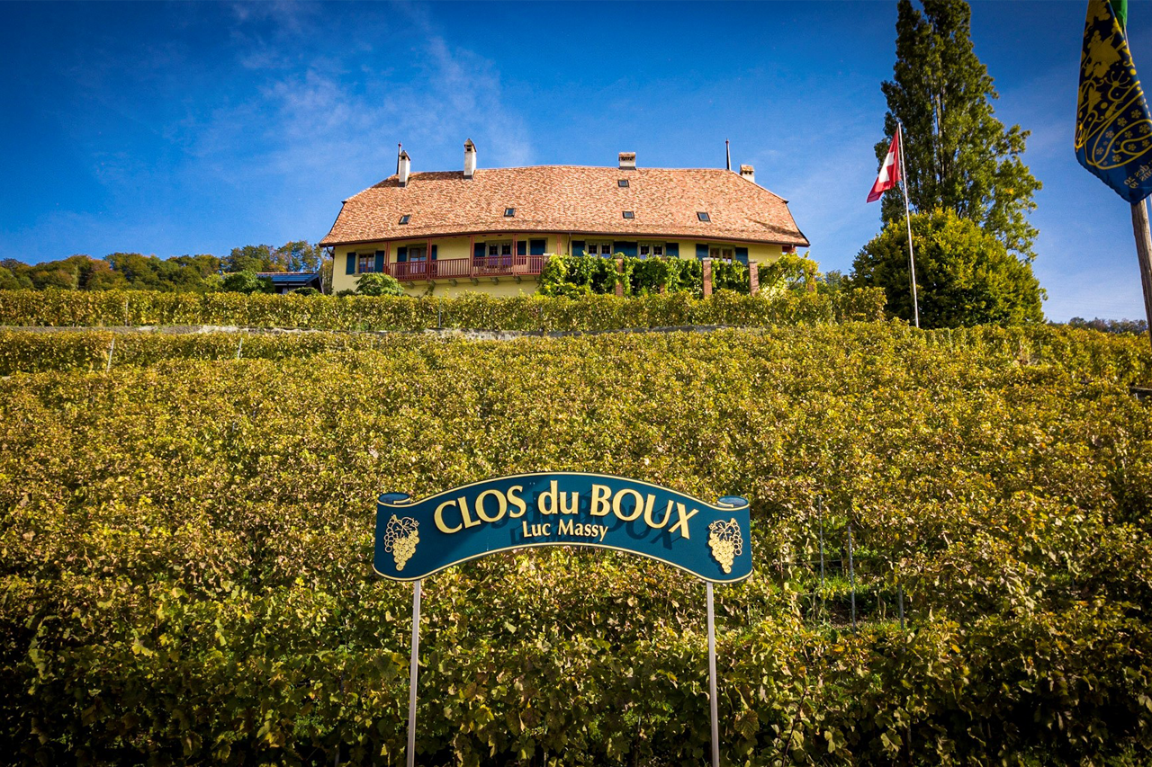 The Clos du Boux - the apex of the ancient landslide that formed the Calamin Grand Cru below the villages of Epesses. This Clos is unique for having the lift and precision typical of Chasselas from Epesses, with a density of minerality more commonly found in Calamin.