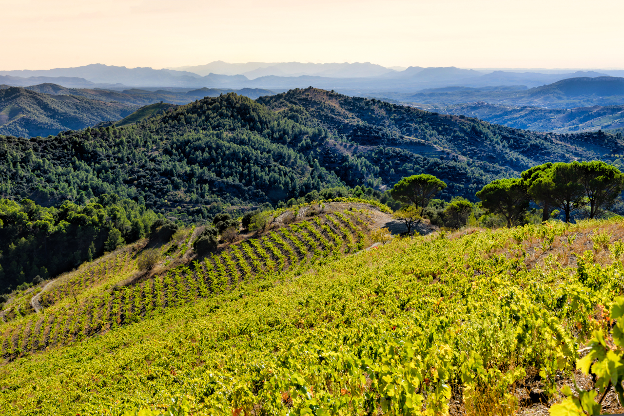 Tatjana Peceric. Projecte Terroir Sense Fronteres, DO Montsant. Celler Terroir al Límit. Capçanes, Priorat, Tarragona