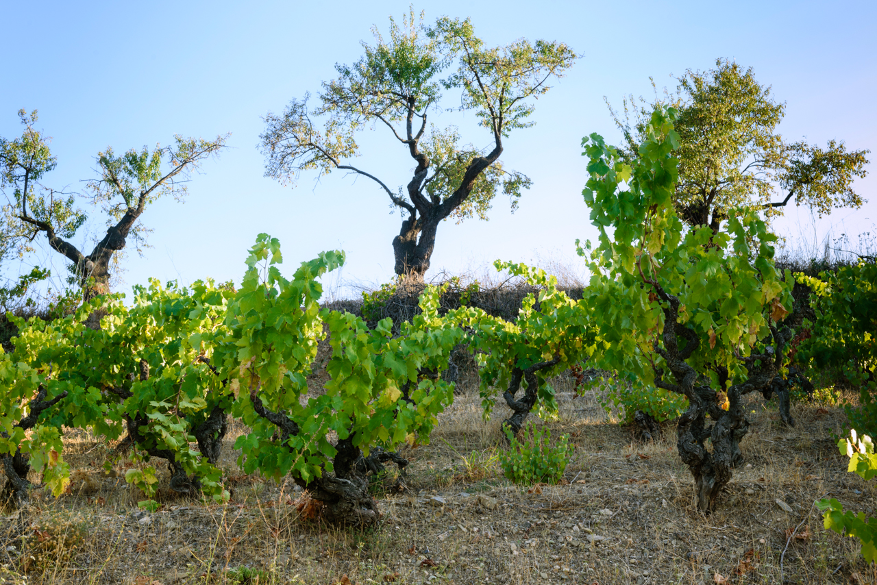 Tatjana Peceric. Projecte Terroir Sense Fronteres, DO Montsant. Celler Terroir al Límit. Capçanes, Priorat, Tarragona